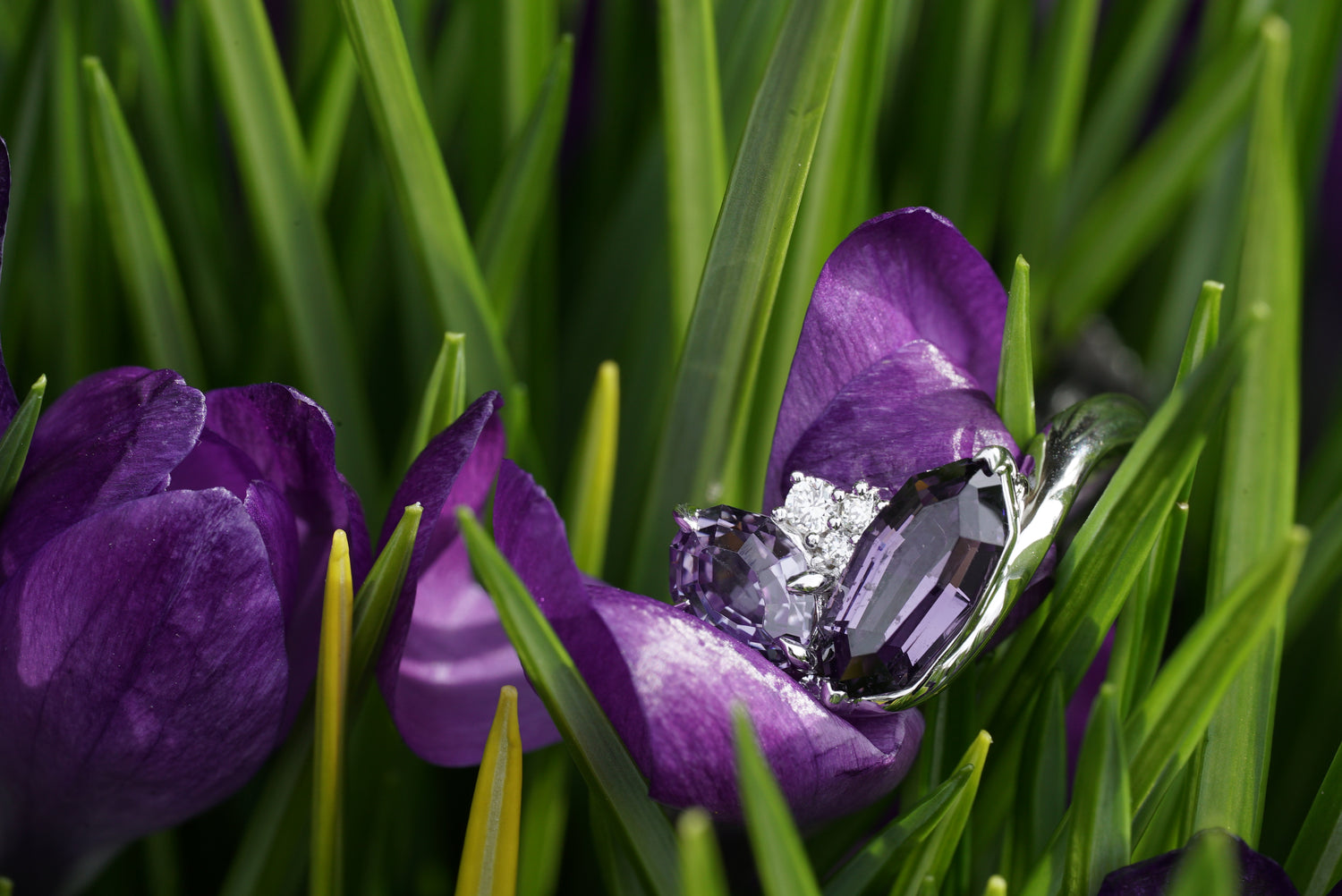 Diamond ring nestled among purple crocus flowers in green grass